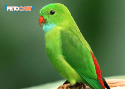 7 Things to Know Before Getting a Pet Bird